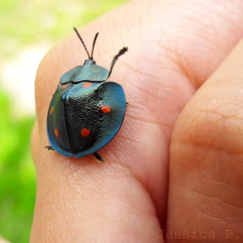 Elfa dos Insetos 🐛🦋 tweet media