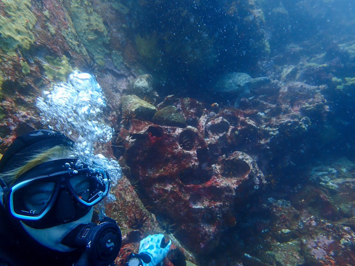UncleBBO's tweet photo. @PADI https://t.co/QdxuSGOazQ