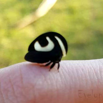 Elfa dos Insetos 🐛🦋 tweet media