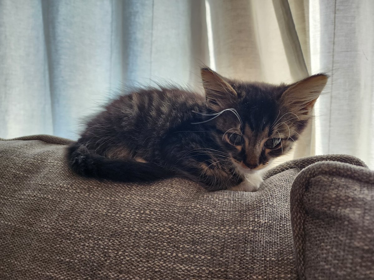 rae-on-twitter-louis-has-feline-viral-rhinotracheitis-caused-by-a