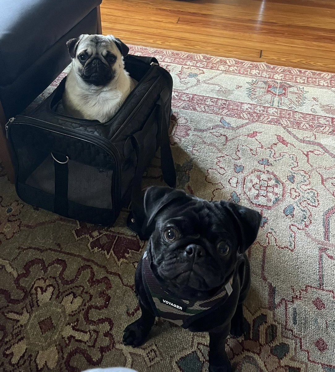lemrac66's tweet photo. My ❤️ #pugs #pugsofadamsmorgan https://t.co/LDKcYPO8Tz