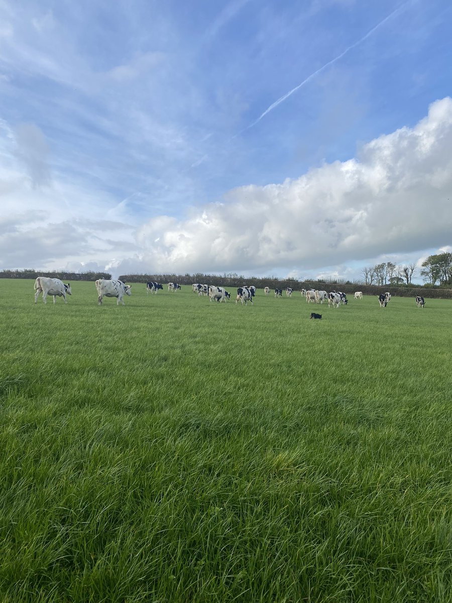 sarah97howells's tweet photo. Moving in calf heifers on this sunny Saturday with my three amigos! The blonde one is not the farm dog ππ
πΆπ #farmgirl #FarmLife #farmingweekend https://t.co/FP0xlNuT5E