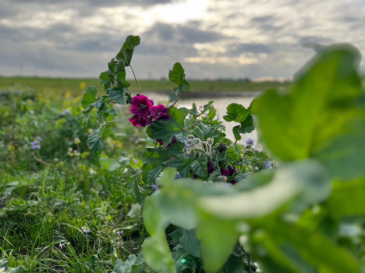 Berenda de Paus tweet media