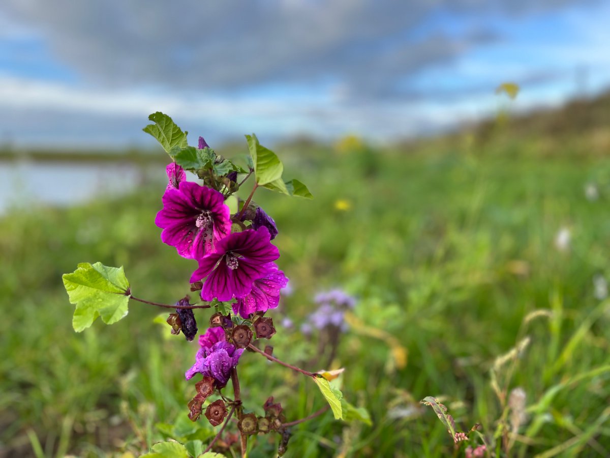 Berenda de Paus tweet media