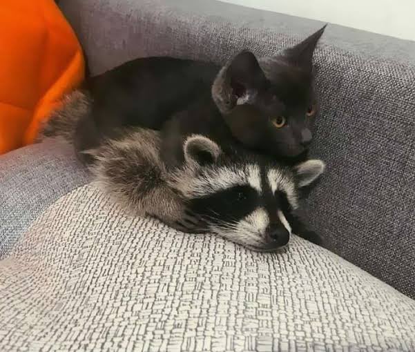 Raccoons Hourly (@raccoonhourly) on Twitter photo 