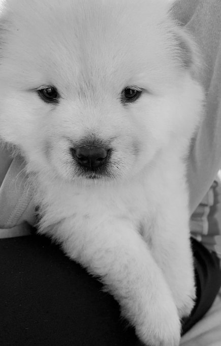 Cutest puppy ever, just 2 weeks old. ❤️ #cutepuppies, #adorablepets https://t.co/IO26NyM4Uv<a href="/tag/cutepuppies"class="tags">#cutepuppies</a><a href="/tag/adorablepets"class="tags"><span>#adorablepets</span></a>