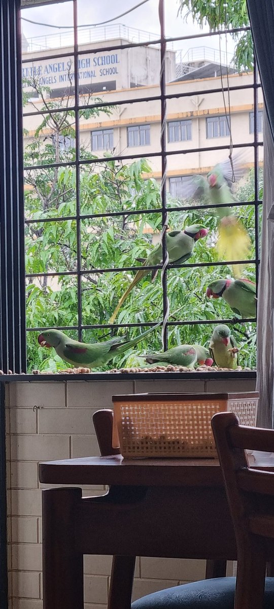 UrbanSantury's tweet photo. @IndiAves @fpjindia @timesofindia #mumbai green mumbai frm my balcony... https://t.co/wHTi5vEAWD