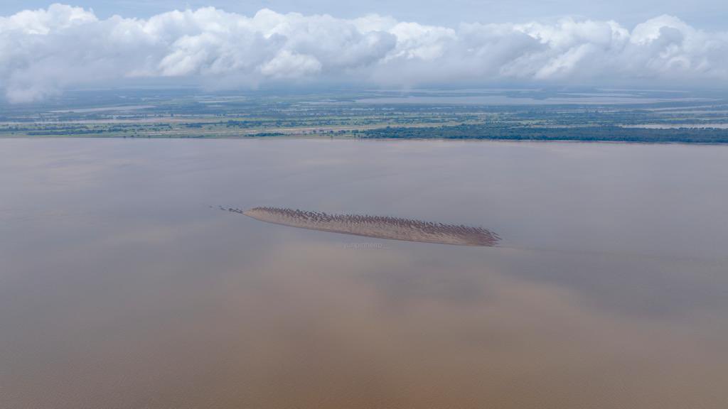 keynesbreves's tweet photo. #PraiadoMeio.
Sempre surge quando a vazante é severa. A Praia do Meio vira ponto turístico em frente de #Parintins, nas proximidades da comunidade da Brasília. Antigamente, minha avó dizia que era o rabo da cobra grande que morava embaixo da Ilha. 😂
🚁 #YuriPinheiro https://t.co/8mERfviRrQ