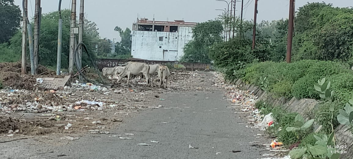 VertikaVerma5's tweet photo. This is the condition of waste in front of CSIR CDRI in Lucknow. How will we improve our rank in swacch savekshan when this is going to be the condition of road in front of such an important institute. Even the roads in this area are in very bad shape. https://t.co/8rjli2Zw05