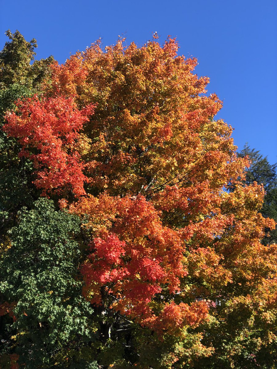 Emjay1028's tweet photo. If I didn’t know I was still technically in the city of #Boston, I’d never believe it! #ViewFromMorningRun #ArnoldArboretum #NewEngland #Fall #SaturdaySun https://t.co/minrLx0ZJc
