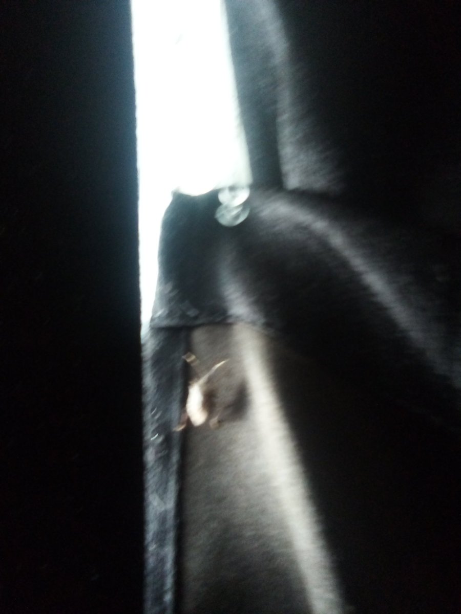 I found a bug but I don't know what they are