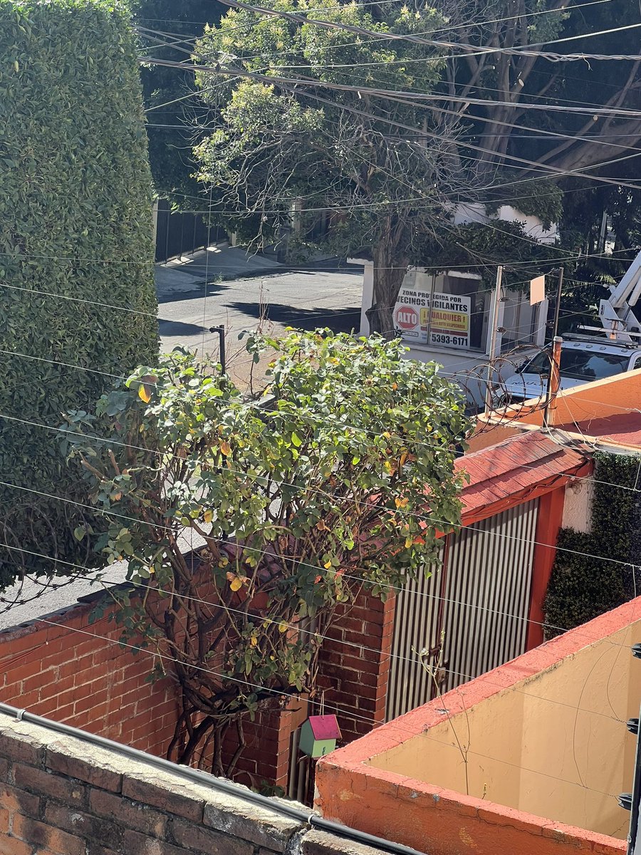 dizoma's tweet photo. ASESINOS DE LA NATURALEZA!!!!!
@Res_Boulevares  como lo permiten????? Recuerdo hace años caminar entre árboles y sin más están terminando con todo eso. @SoyNaucalpan como es posible que firmen un permiso para esto. @Naucalneto  @AmbienteEdomex https://t.co/Qr3F5bikwJ