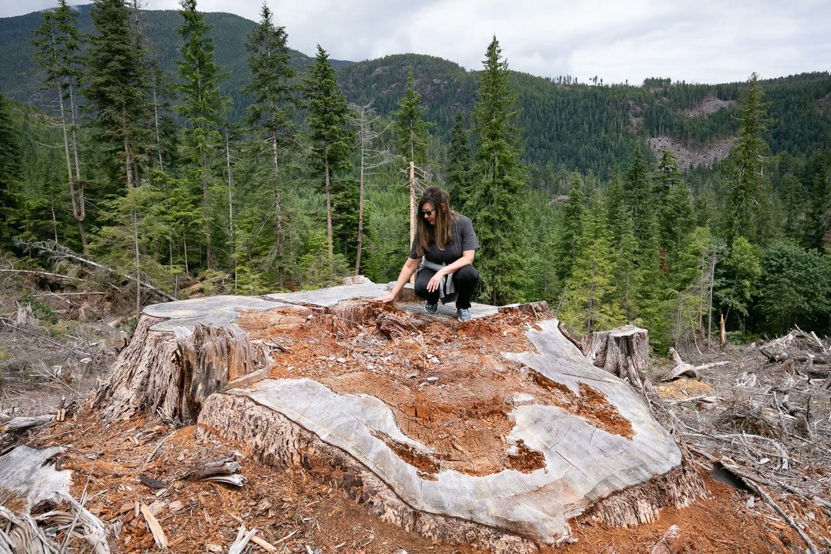 MikeHudema's tweet photo. Over 1100 people have been arrested trying to protect these giants from being logged. Only a fraction of large old growth remain in B.C. 

It's time to protect our elders. #ActOnClimate 

#Climate #FairyCreek #bcpoli #bcgov @jjhorgan @bcndp  pics by @TJWattPhoto https://t.co/Cil6rZXqk1
