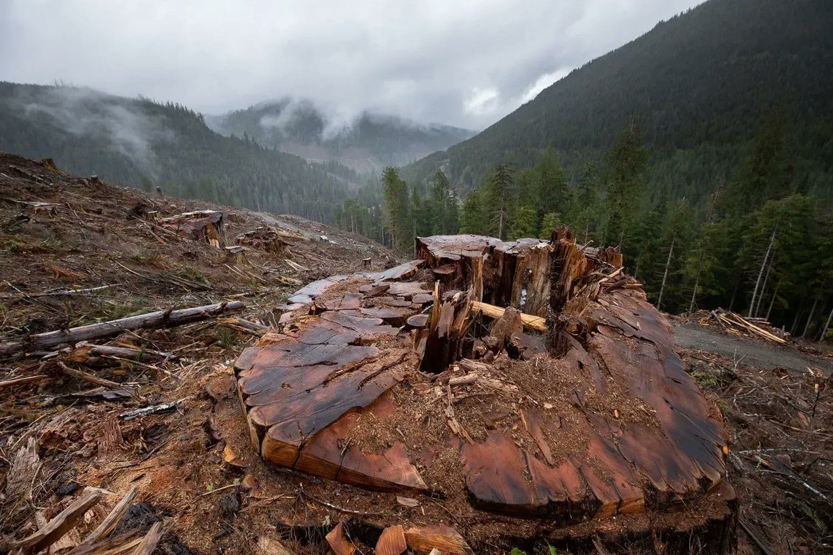 MikeHudema's tweet photo. Over 1100 people have been arrested trying to protect these giants from being logged. Only a fraction of large old growth remain in B.C. 

It's time to protect our elders. #ActOnClimate 

#Climate #FairyCreek #bcpoli #bcgov @jjhorgan @bcndp  pics by @TJWattPhoto https://t.co/Cil6rZXqk1