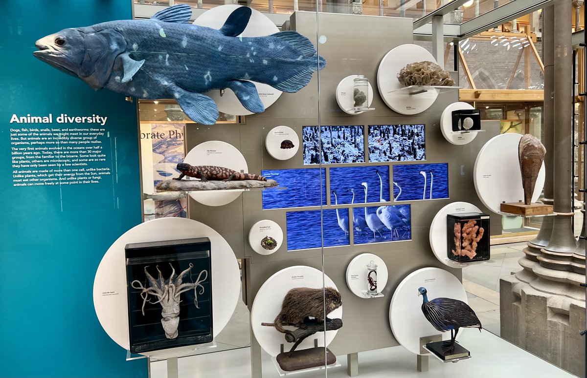 Caught my first glimpse of the new displays ⁦@morethanadodo⁩ last week - just stunning!