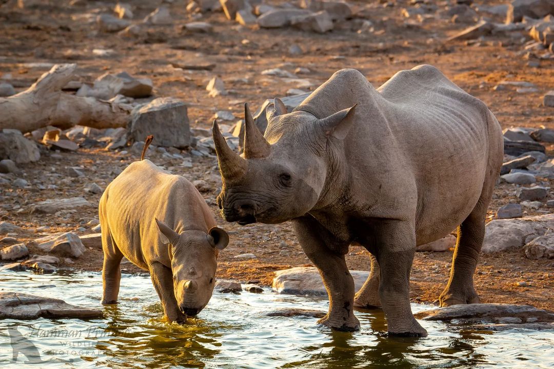 RHINOMANmovie's tweet photo. #Repost @hamman_prinsloo_wildlife_photo
——
A sacred moment as two precious Black Rhinos come down to a waterhole for a drink at sunset.

#wildlifephotography #wildlifeofinstagram #menseselense #wildography #wildlife #gomagazine #bbcearth #bbcwildlifepotd #nationalgeographic https://t.co/xnhdLucLLU