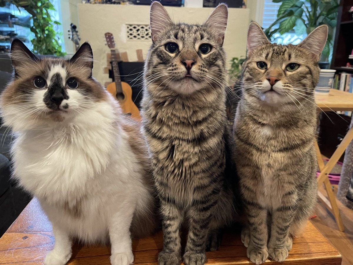 Ready for some #Caturday mischief! Have a great day everyone! ❤️Badger, Sunny, and Basil❤️ #CatsOfTwitter #cats