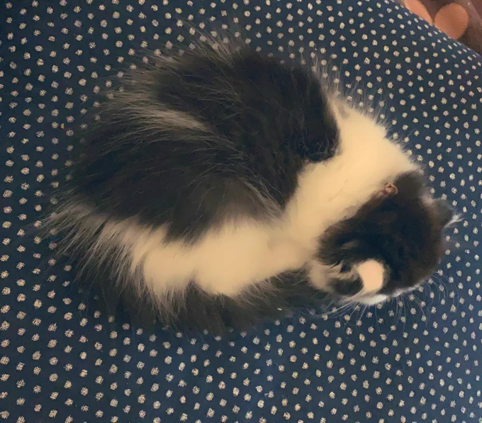 シジミねこ 