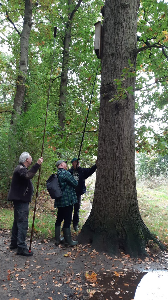 RGMeijer81's tweet photo. Van de 36 vleermuiskasten in het Asserbos zijn er 8 door een specht en 4 door een ander vernield. In 7 zaten vandaag in totaal nog 11 vleermuizen. 2 ondetermineerbare en verder Gewone dwergvleermuis, waarvan een stelletje en man met een harem van 3. https://t.co/udU28qeJTm