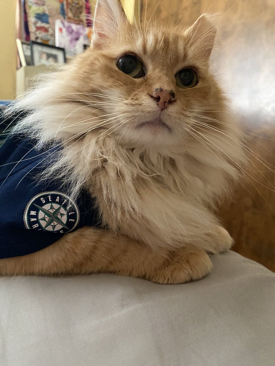 evilcolevil's tweet photo. #SEAusrise #whereiroot #seattlemariners #whereirootsports #gingercatsofinstagram #marinersbaseball #mariners #CATraleigh @charlieuttercat https://t.co/BHh9fk5vLZ
