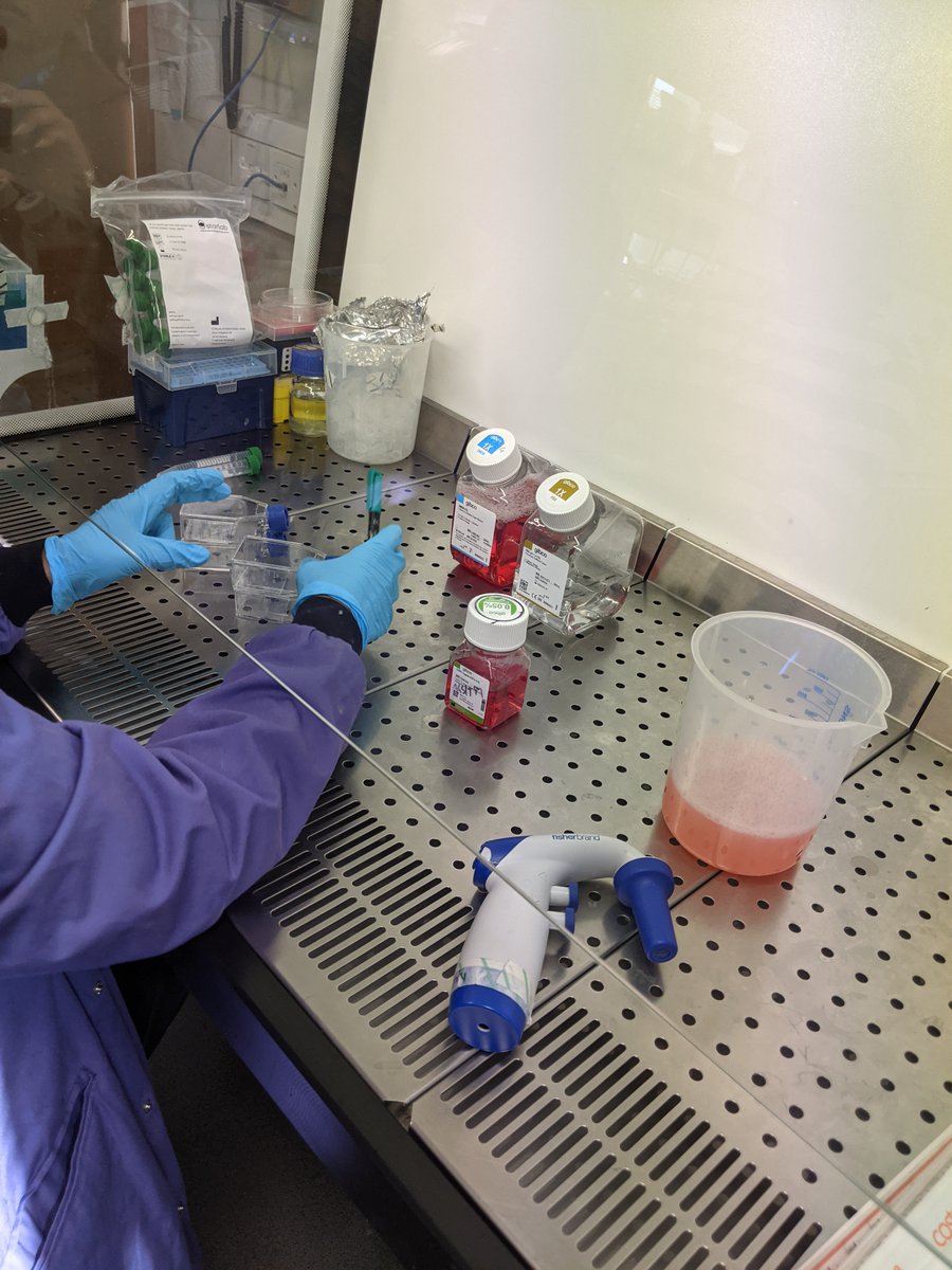 SnipSnipDNA's tweet photo. Learning about the process of cell culturing at Genome Engineering Lab @uniwestminster.
#cellsplitting #engineeredcells #cancer #scienceandtechnology #ScienceTwitter #AcademicTwitter #AcademicChatter #STEM #micro #phdchat #phdlife #biotechnology #biotech #crispr #geneediting https://t.co/Rq6PAPj3lq