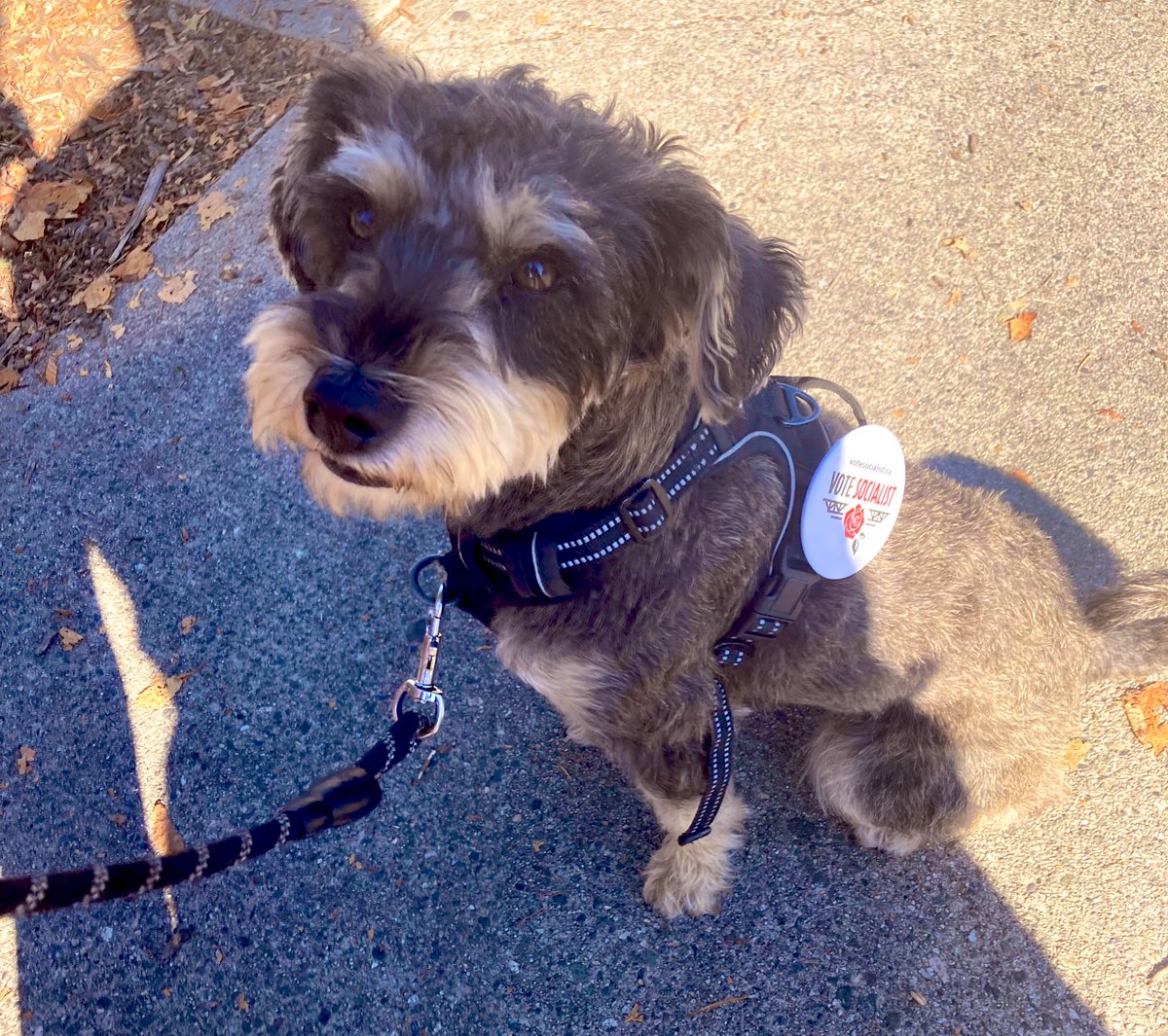 Puppy power! 6 hours left to vote. Go vote socialist for homes for all — and for more dog parks in all our neighbourhoods. #vanpoli #vanelxn