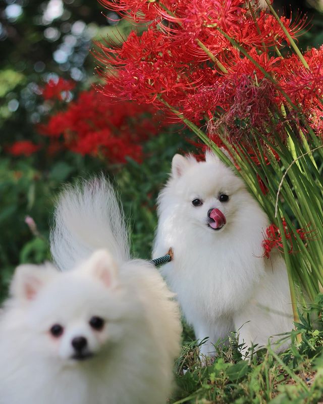 The Pomeranian is a very lively and friendly toy dog. It is loved by people all over the world because of its unique character and cute appearance. I love it!

#usa 
#dog