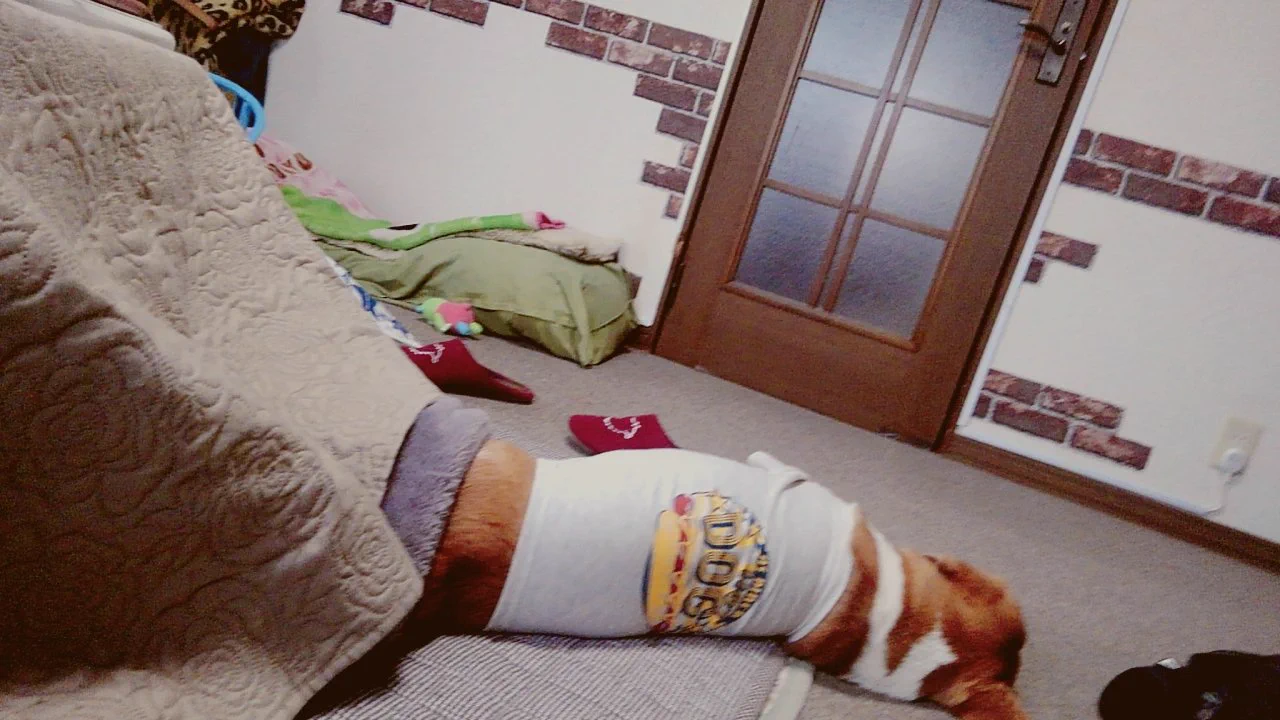 @mZHtgivNQr33RCL こたつ犬 