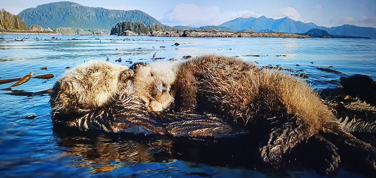 emeraldthiele's tweet photo. Mum and pup!
#SeaOtter #IslandOfTheSeaWolves https://t.co/bTJV7H5CcZ