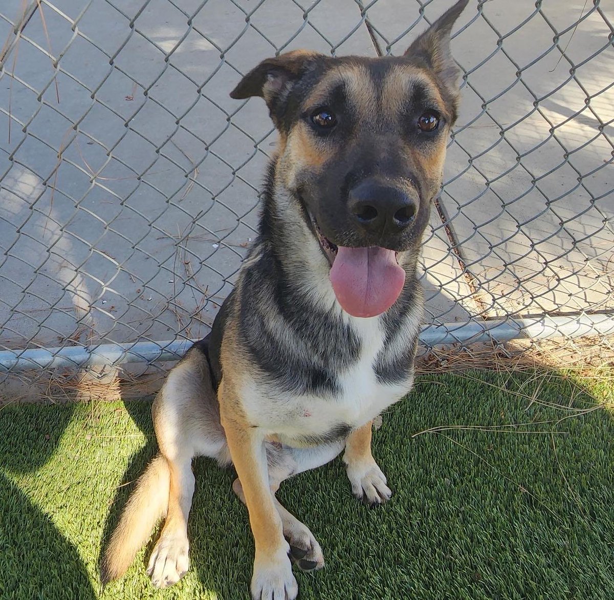 mapleveewesem's tweet photo. 🆘🐾🆘 Time to go to Downey #California ACC &amp; #ADOPT one of 111 available #dogs . Walk-in adoptions 2-5 p.m. Hopefully you can scoop up one of the euth-list pups. 
KAYE #A5494013 &amp; #GermanShepherd  OSCAR #A5495966 are most in danger 😨 
Info ⬇ https://t.co/wzicNt8mki