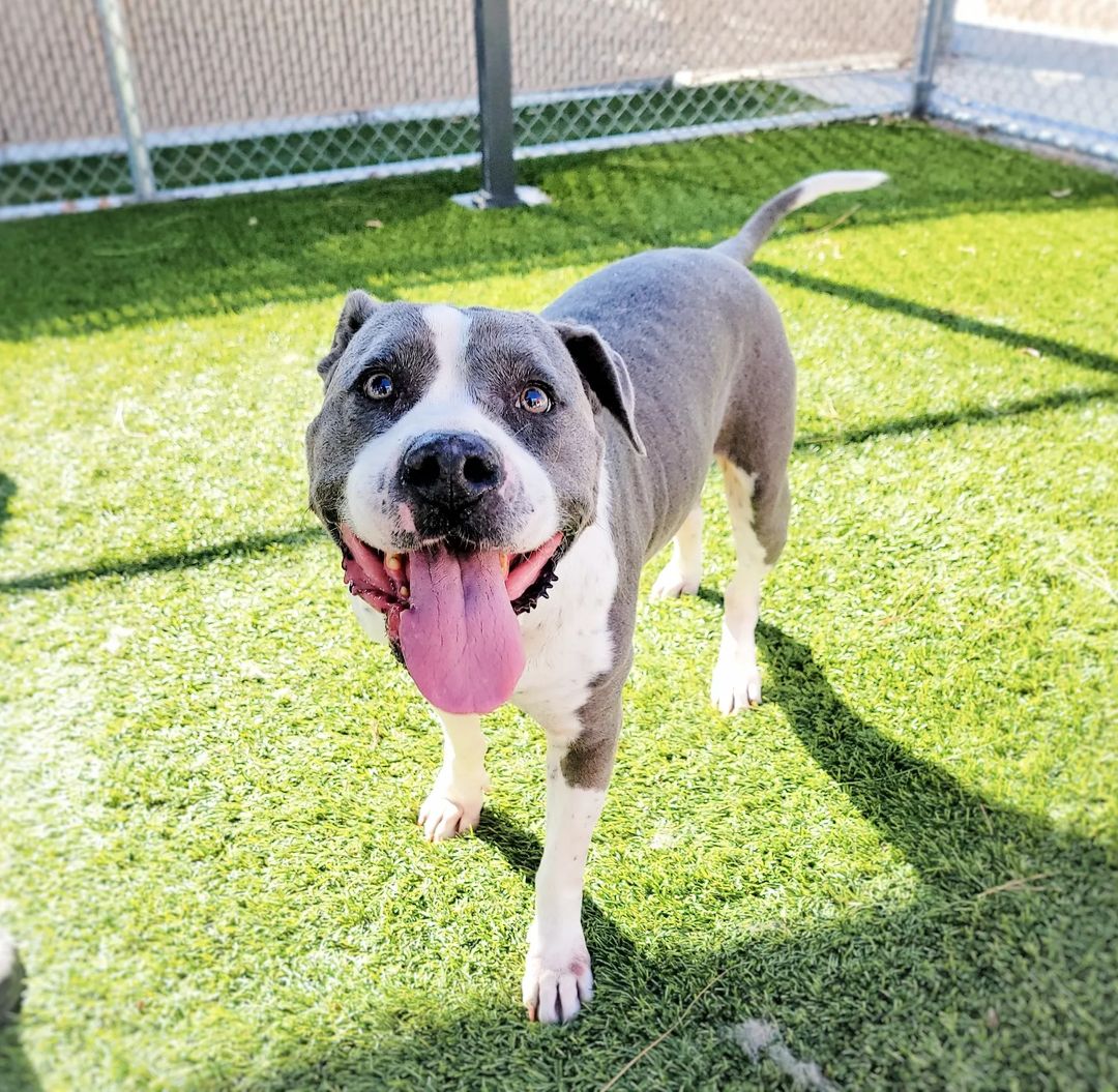 mapleveewesem's tweet photo. 🆘🐾🆘 Time to go to Downey #California ACC &amp; #ADOPT one of 111 available #dogs . Walk-in adoptions 2-5 p.m. Hopefully you can scoop up one of the euth-list pups. 
KAYE #A5494013 &amp; #GermanShepherd  OSCAR #A5495966 are most in danger 😨 
Info ⬇ https://t.co/wzicNt8mki
