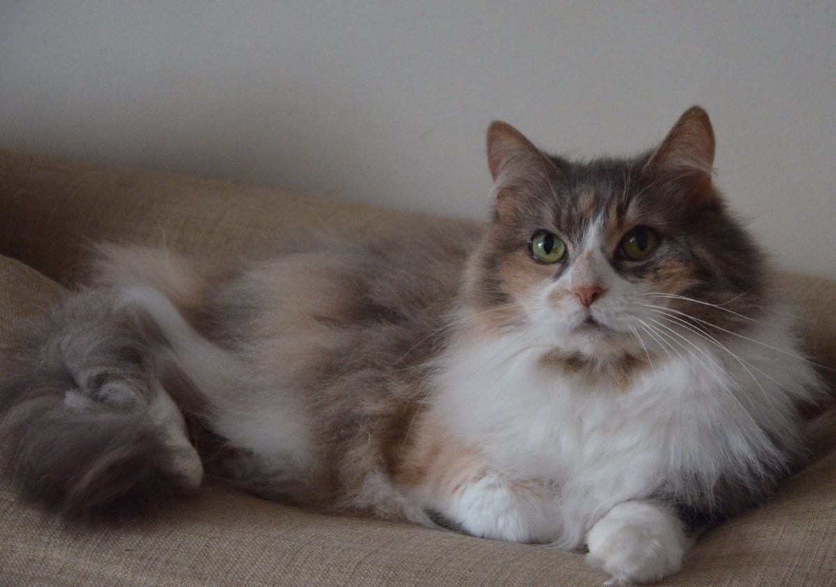 Today is Raspoutine’s 10th birthday!