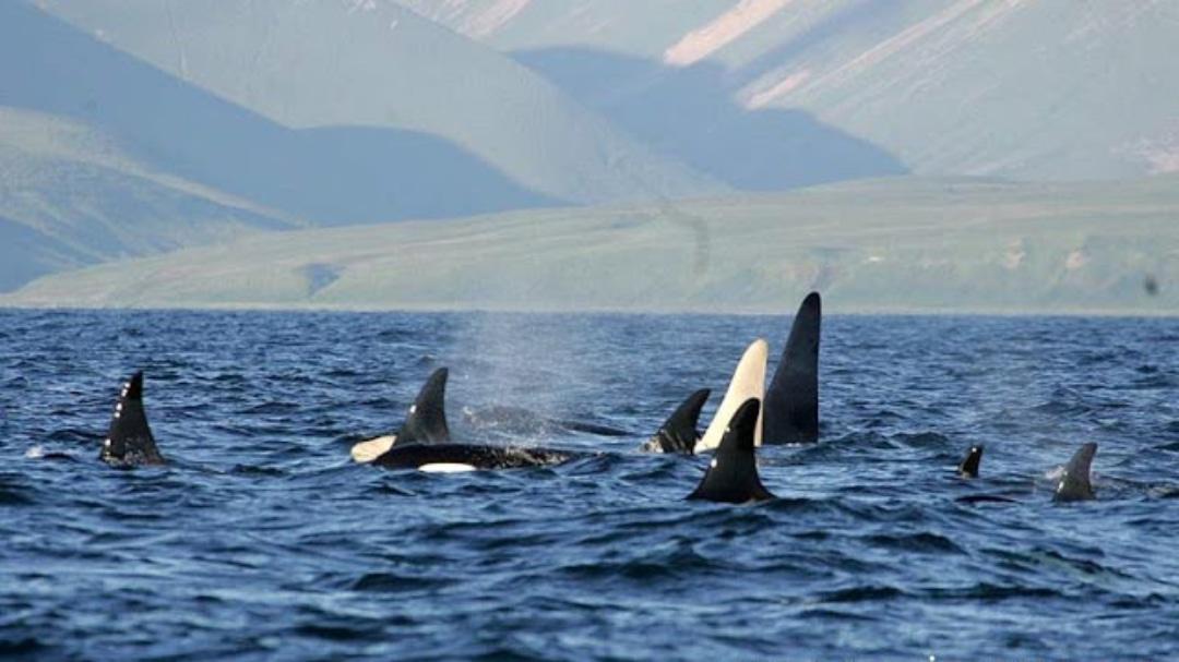 MovimientoRuben's tweet photo. #DueloConDerechos En la naturaleza el duelo se respeta https://t.co/UPqJKL5gb7