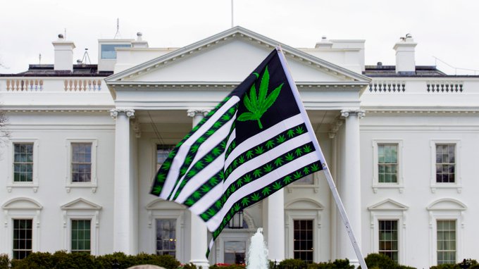cannainvestors tweet picture
