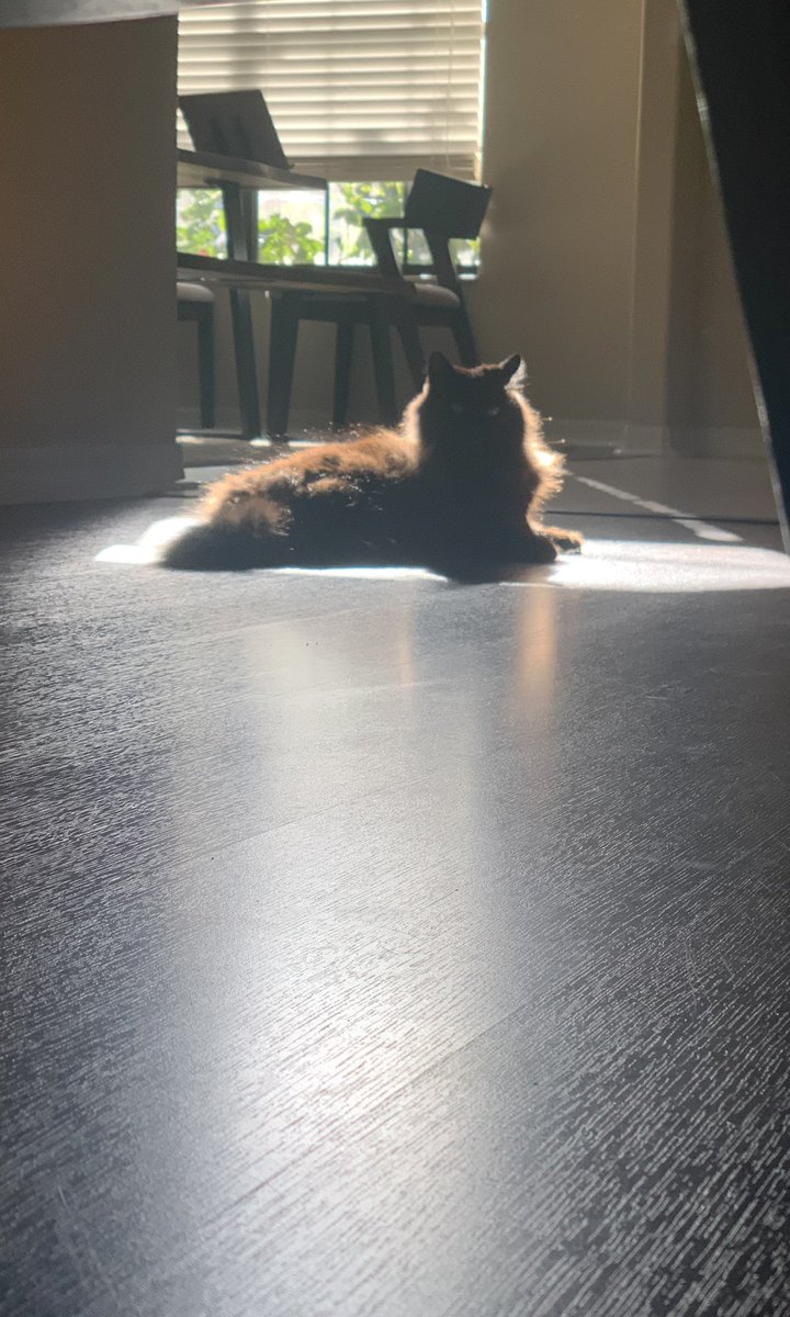 HappyKitty13's tweet photo. #SunPuddleSaturday #Caturday https://t.co/mtpQ4SyZgl