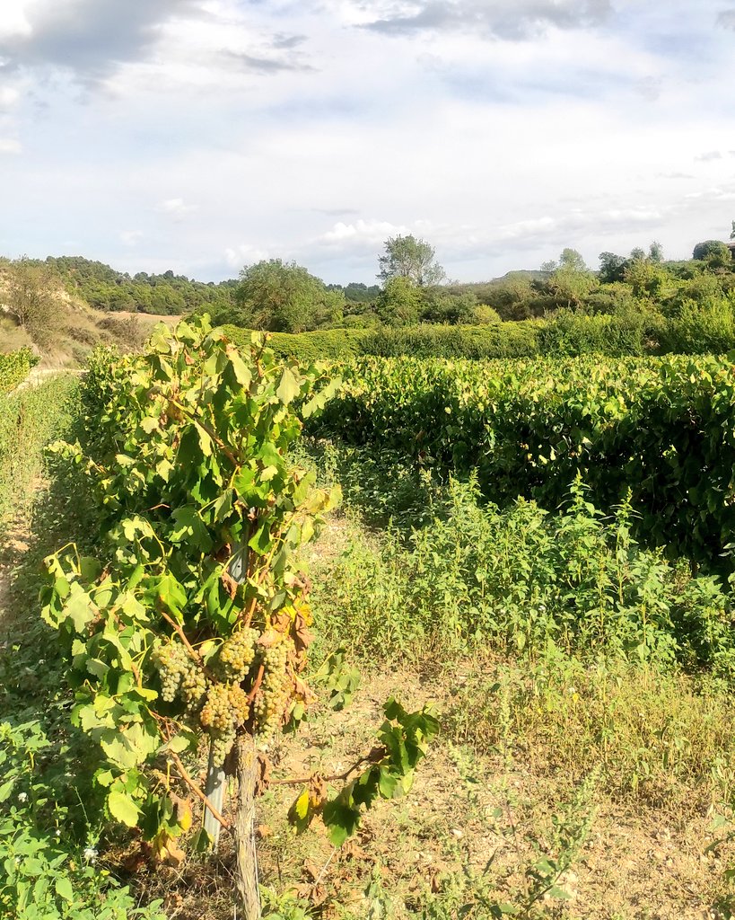ArassaTRural's tweet photo. La foto és de fa uns dies.. però tots els ceps fossin com el que estan als caps de les tires...
#vallverddequeralt #macabeus #macabeu #covisal #portell #doconcadebarberà #docava
#arassacasarural #RocafortdeQueralt #concadebarbera #turismerural #casarural https://t.co/SYhEc4H4VI