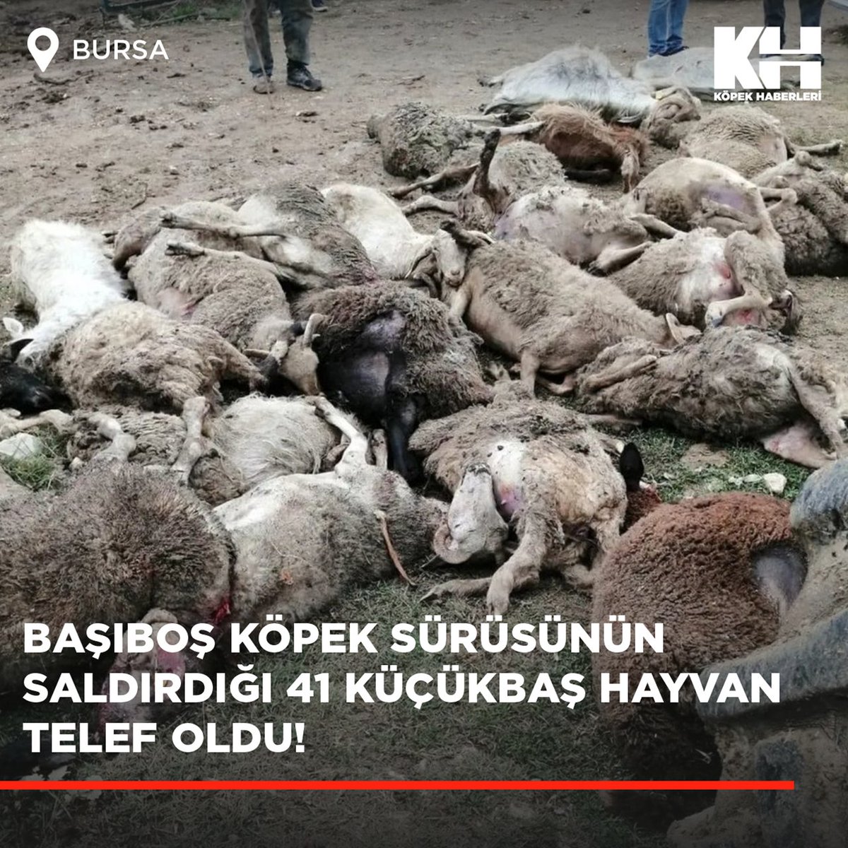 Bursa'nın Misi köyünde hayvancılık yapan Mustafa S.'ye ait 41 küçükbaş hayvan, sabaha karşı 25'e yakın başıboş köpeğin saldırısı sonucu telef oldu.