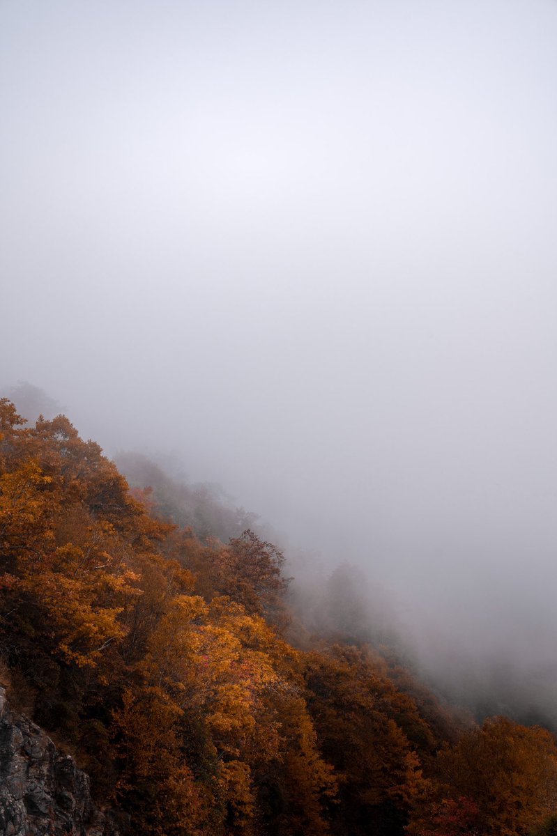 amberoutthere's tweet photo. Foggy morning in the blue ridge mountains ⛰ https://t.co/vuF8fao3TA