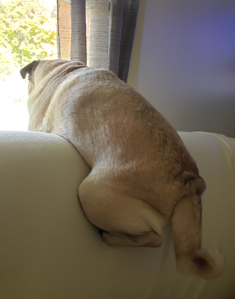 LiamWonderPug's tweet photo. There's still nobody home ...
#kravitzreport #SaturdayMood #boring #jackhurts #bothonspecialfood #canteatanythingelse #nomeds #notreats https://t.co/xUzBzLWVTh
