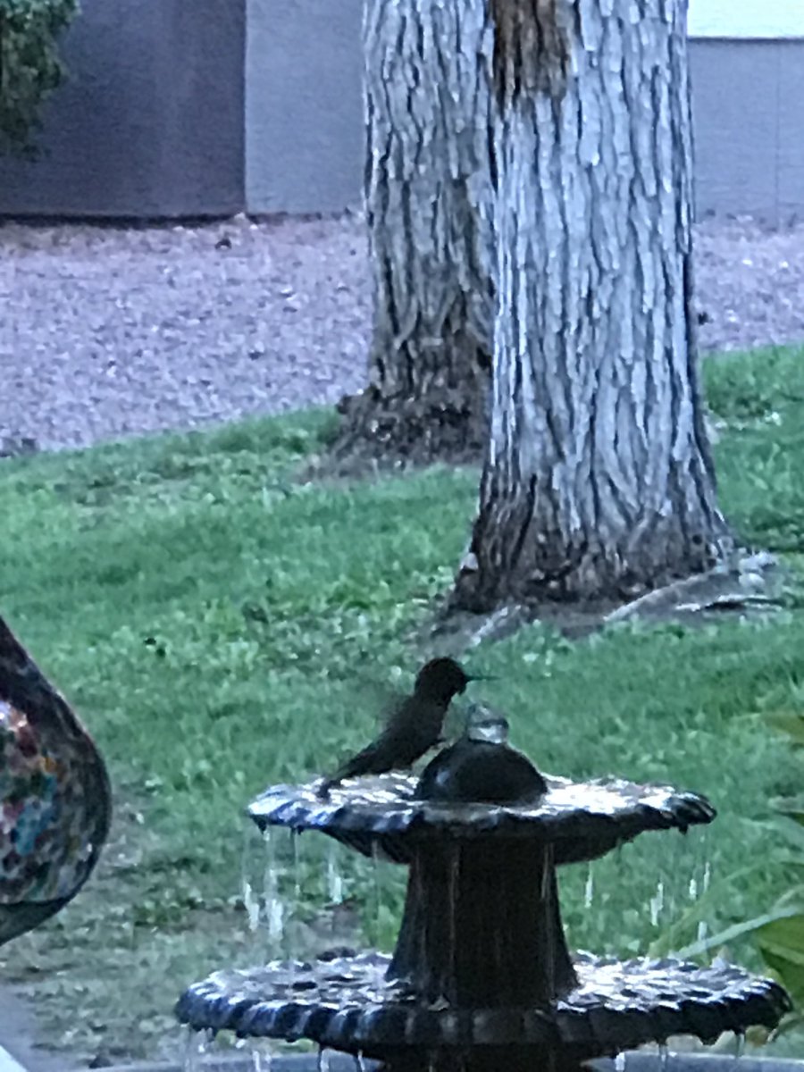 rddewing1's tweet photo. Anna’s coming in for a morning cleanup. Still seeing four Anna’s males at feeders.  Cooler temperatures now.  Mid Oct https://t.co/ORS4QNjmm6