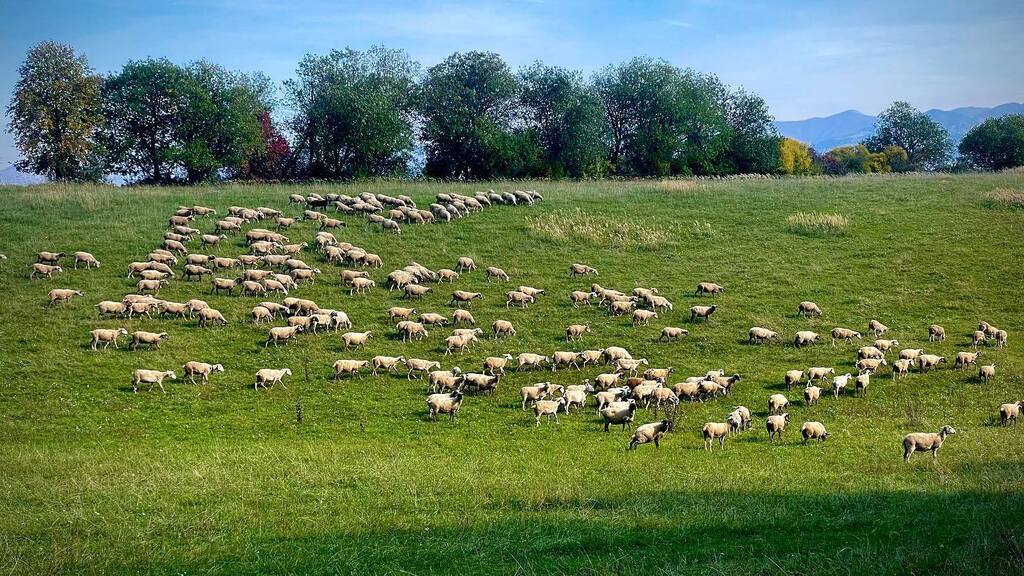 RoderikSK's tweet photo. Sme ako ovce
🐑🐑🐑🐑
medzi Valcou a Klastorom pod Znievom
.
.
.
#turiec #ovce #sheep #farma #sheepfarming #slovakia #turcianskazahradka #valca #klastorpodznievom https://t.co/XSM3o0nLYr https://t.co/8bdpbtHBxj