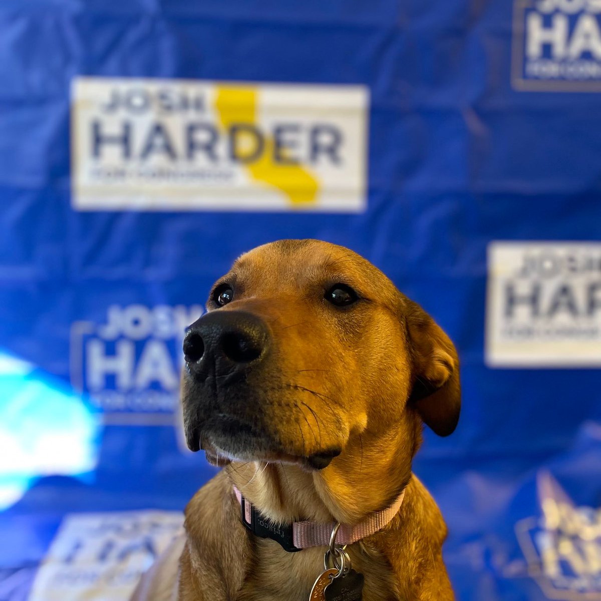 JoshHarder's tweet photo. Cali absolutely insisted on testing the new backdrop. https://t.co/MzqmKF8RyO