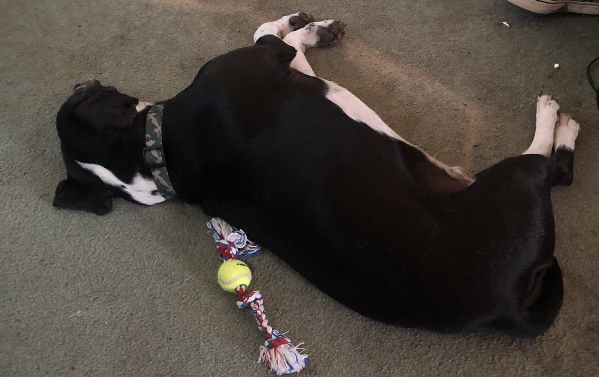 victoriaK72's tweet photo. @hazelnutnights this is our baby biscuit! I am currently crocheting him a red sweater for colder weather! https://t.co/UfwyA6bKcF