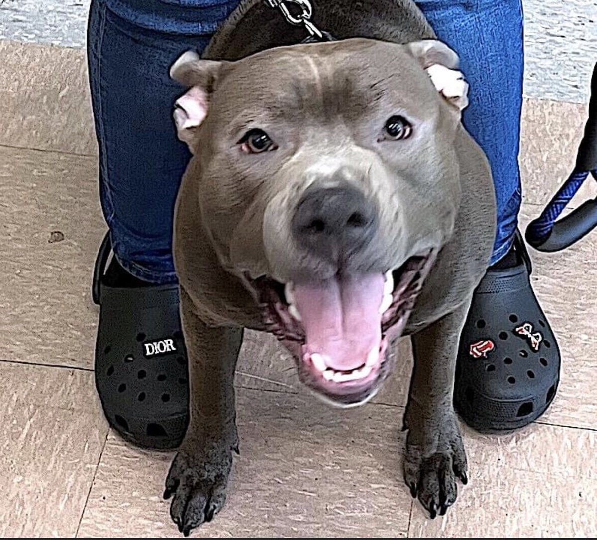 TomJumboGrumbo's tweet photo. And here’s Friday’s “Every Dog Has Its Day”: Year-old Smokey #141513 discarded for being an energetic puppy. Dog/human friendly, he could be killed any time. He needs a family located VA to ME, RTs and pledges to defray Rescue costs. Please RT Smokey!

https://t.co/8Sm1mCDPTk https://t.co/FKXQswhfGy
