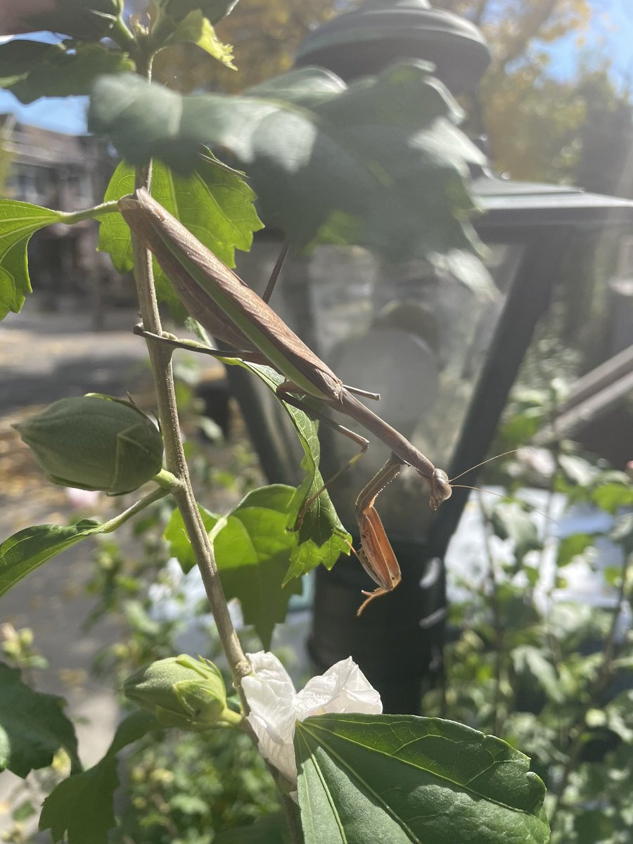 Doing some fall clean up this morning and this guy decided to keep me company. Guess this rose of sharon bush gets to stay as-is for a little longer