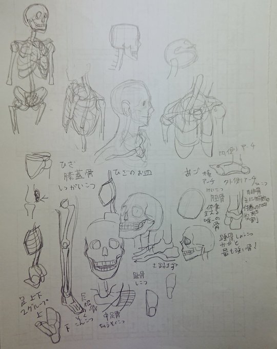まだフワフワした所とかサイトに載ってない部分とかあるけど次は筋肉のページに突入だᕙ( ˙꒳​˙  )ᕗ

漢字が多い!!! 