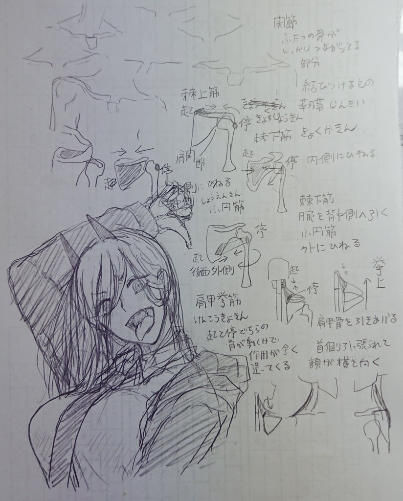 まだフワフワした所とかサイトに載ってない部分とかあるけど次は筋肉のページに突入だᕙ( ˙꒳​˙  )ᕗ

漢字が多い!!! 