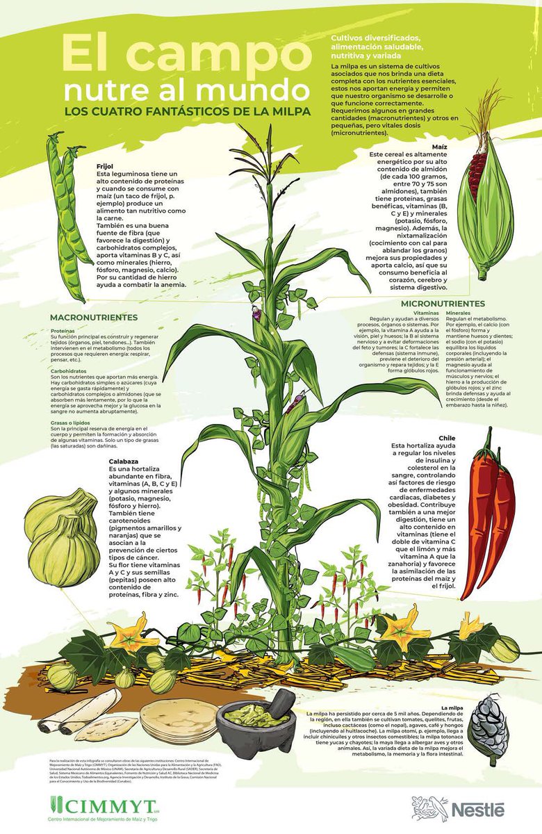 🎋🥗 La variada dieta de la #milpa mejora el metabolismo, la memoria y la flora intestinal.

Entérate más aquí:
➡️ bit.ly/3rbHFUA

#PlanMaíz
<a href="/NestleMX/">Nestlé México</a> 
<a href="/Agricultura_mex/">Secretaría de Agricultura y Desarrollo Rural</a> 
<a href="/CIMMYT/">CIMMYT</a>