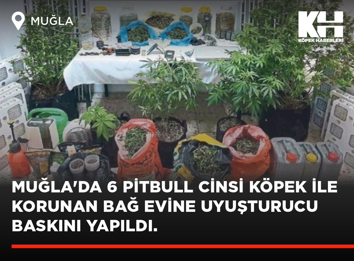 Muğla'da 6 Pitbull cinsi yasaklı ırk köpek ile korunan bağ evine uyuşturucu baskını yapıldı. Gözaltına alınan biri İsrailli 2 kişi tutuklandı. El konulan 6 Pitbull ise belediyeye ait hayvan barınağına teslim edildi.