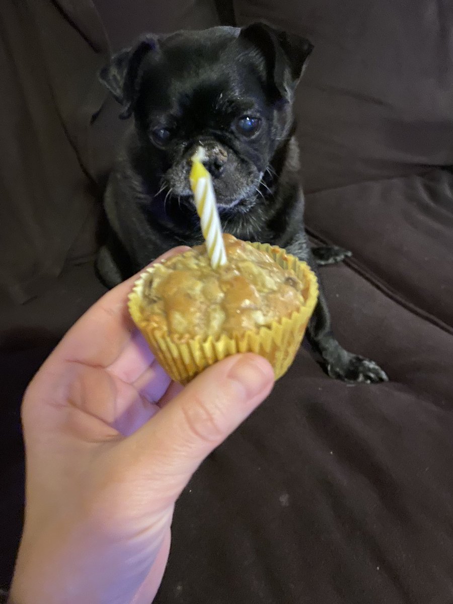 pug_goffman's tweet photo. Happy #nationalpugday to all my pug peeps! Also, I turned 10 (!) this week and got to go to the beach AND the vet. Hope you all have a great weekend! ❤️ https://t.co/dglgaINj88